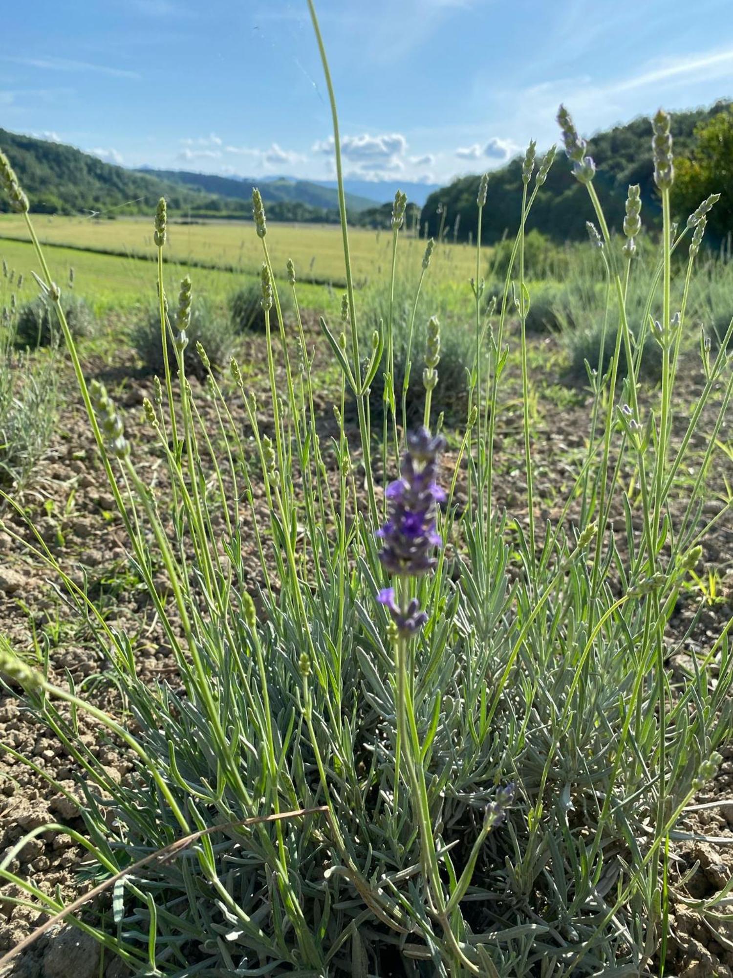 Casa Vacanze Podere San Giusto Volterra Luaran gambar